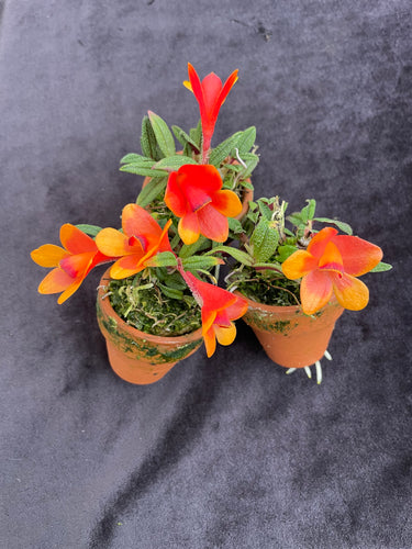 Dendrobium cuthbertsonii Orange and Red Bicolor