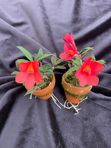 Dendrobium cuthbertsonii ('Chris' Red' x 'Red Delicious') in pot