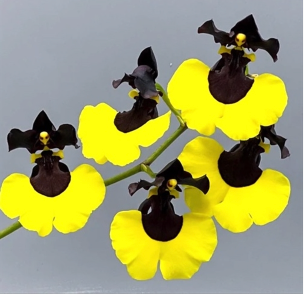 Gomesa Jiaho Queen 'Jia Ho' FCC/AOS