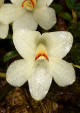 Dendrobium cuthbertsonii ‘Kiwi Cream’ x ‘Kiwi White’
