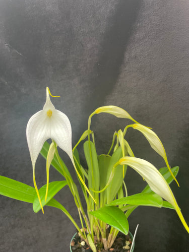 Masdevallia Bella Donna 'Snow Blush' HCC/AOS