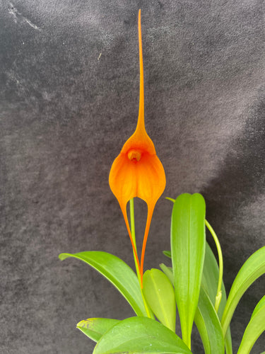 Masdevallia Royal Monarch 'Golden Glow' AM/AOS