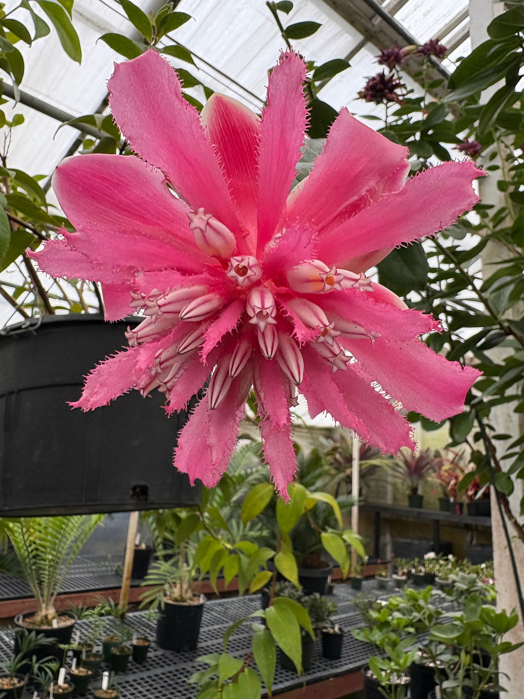 Cavendishia adenophora