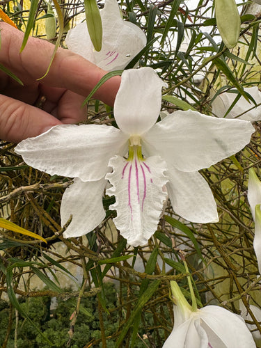 Dendrobium papilio