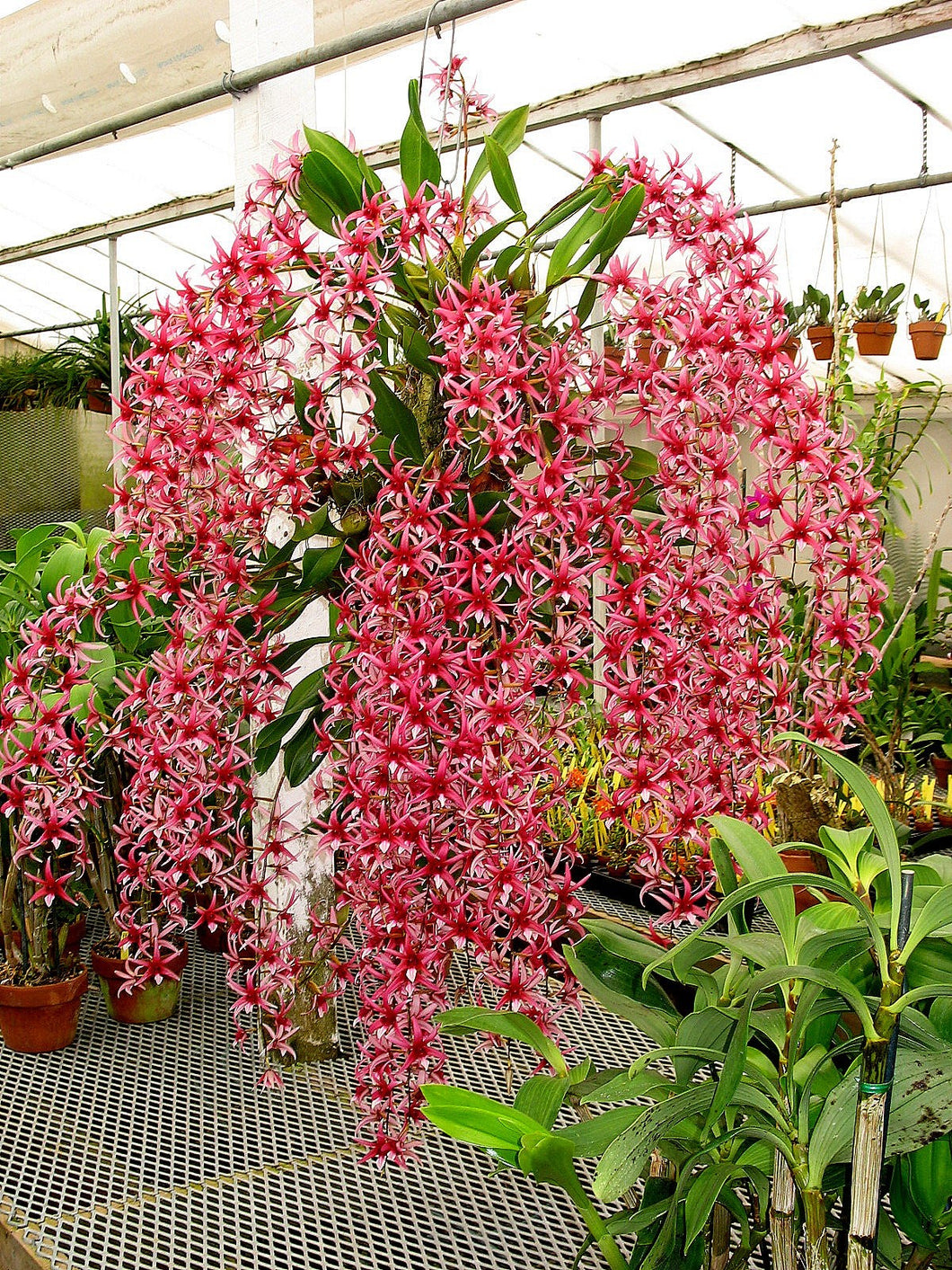 Epigenium treacherianum (lyonii) 'Anna Chai' AM/AOS