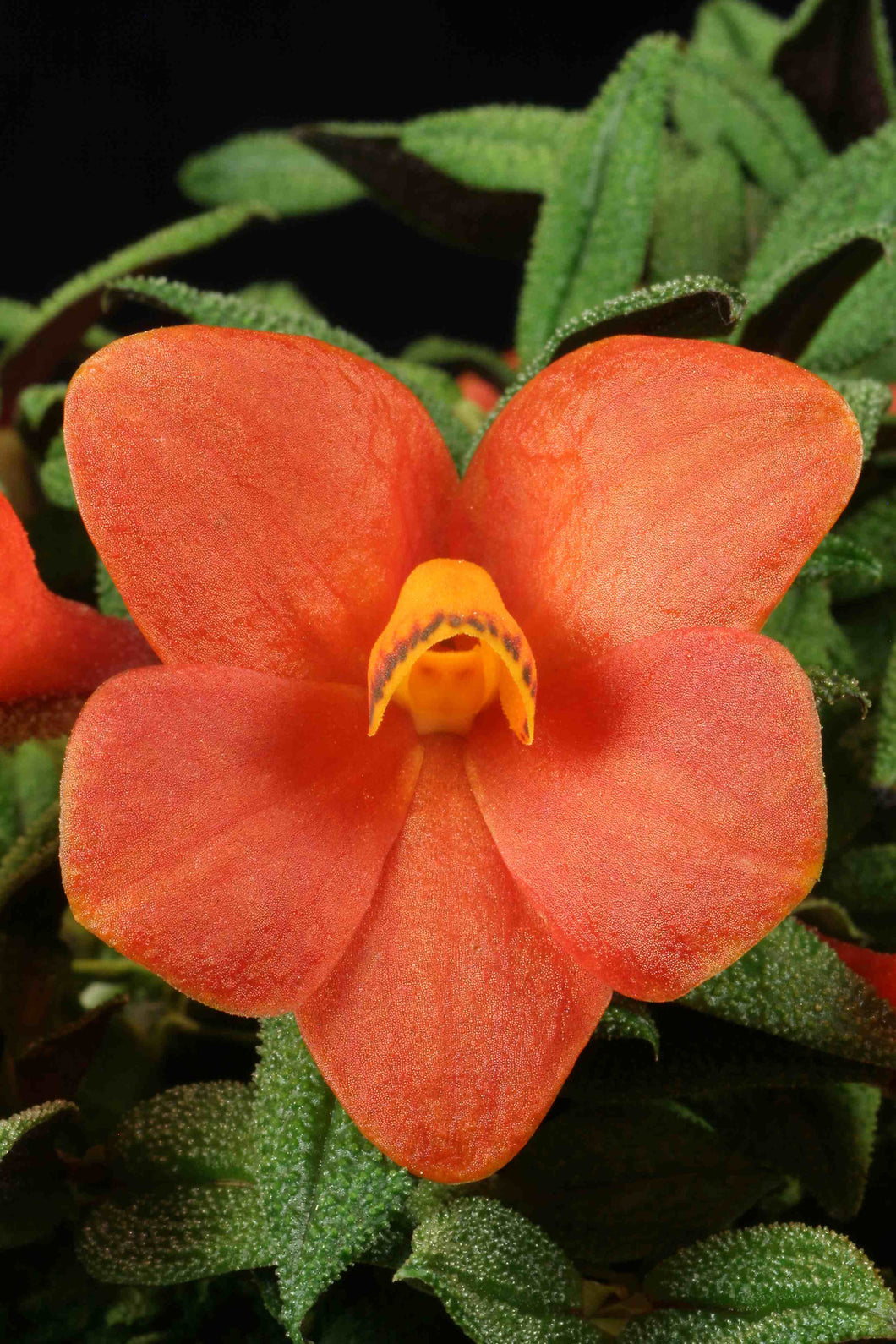 Dendrobium cuthbertsonii Orange
