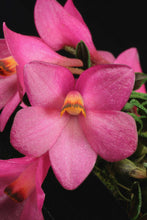 Dendrobium cuthbertsonii Pink