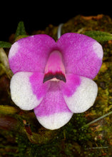 Dendrobium cuthbertsonii Pink and White Bicolor