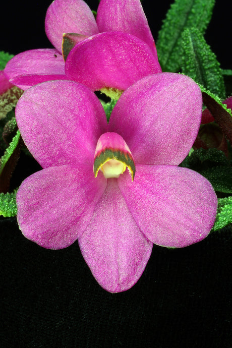 Dendrobium cuthbertsonii Pink