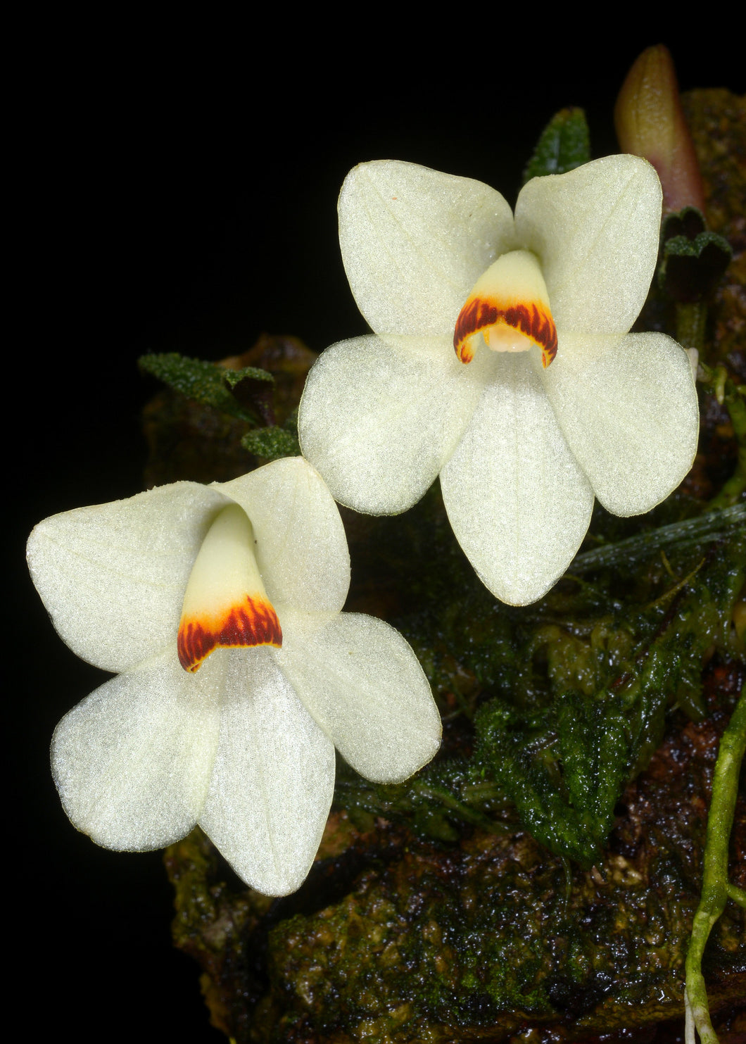 Dendrobium cuthbertsonii ‘Kiwi Cream’ x ‘Kiwi White’