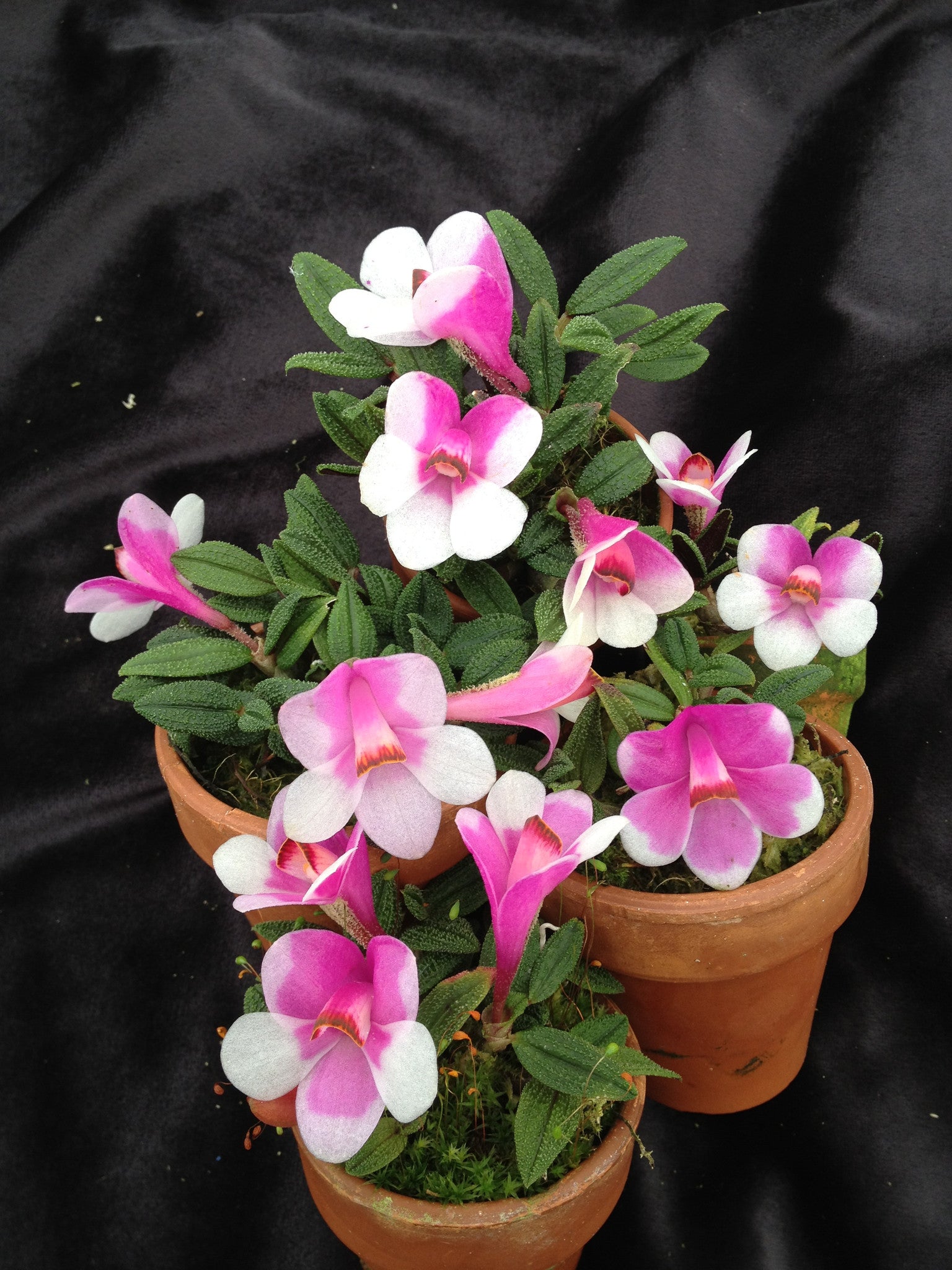 最安価格 Dendrobium – Golden Gate Orchids トップス